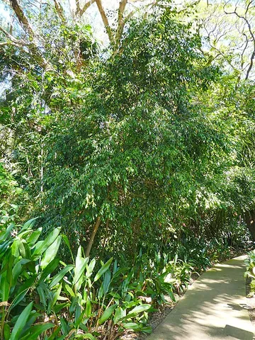 syzygium: any myrtaceous plant of the genus Syzygium