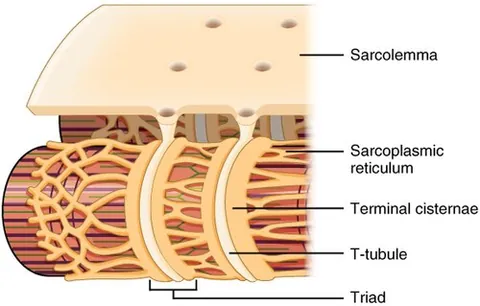 t tubule: one of the extensions of the cell membrane of striated muscle cells, running in a transverse...