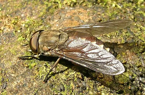 tabanid: of or pertaining to species of the horsefly family, Tabanidae
