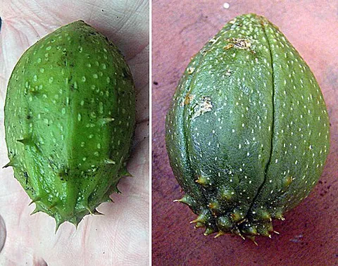 tacaco: a fruit from Sechium tacaco, native to Costa Rica