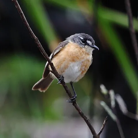 tachuri: a bird of the genus Polystictus, native to South America