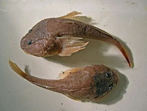 tadpole goby: any fish of the genus Benthophilus, distributed through the deeper regions of the Black Sea,...