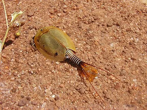 tadpole shrimp: a crustacean of the order Notostraca
