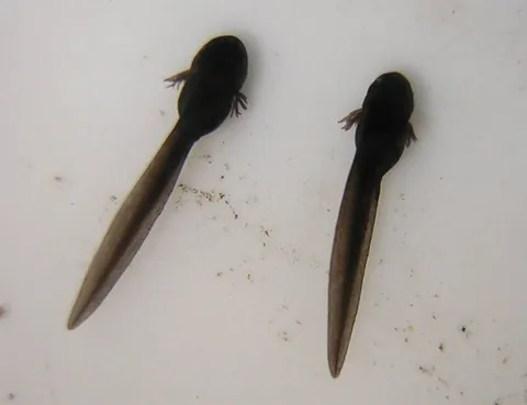 tadpole: a young toad or frog in its larval stage of development that lives in water, has a tail and no...