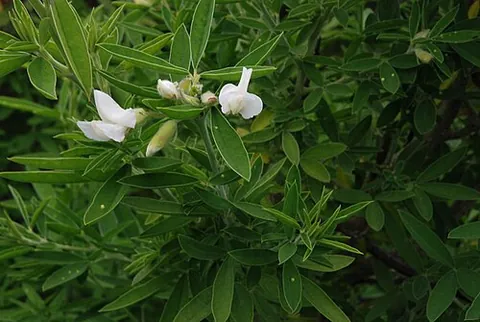 tagasaste: cytisus proliferus, a small evergreen tree commonly used to improve the condition of soils used for...