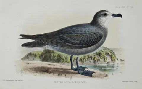 tahiti petrel: pseudobulweria rostrata, a species of seafaring petrel found throughout Oceania