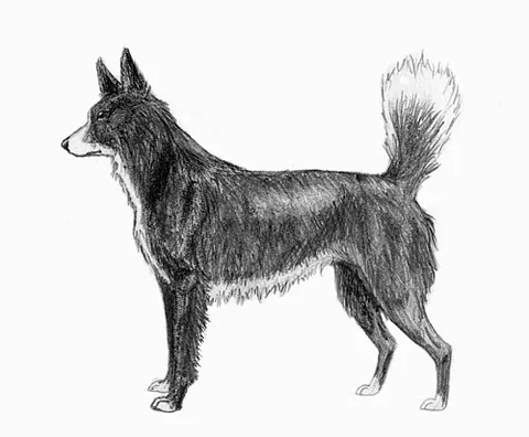 tahltan bear dog: an extinct dog breed that was raised by the Tahltan people to hunt bears