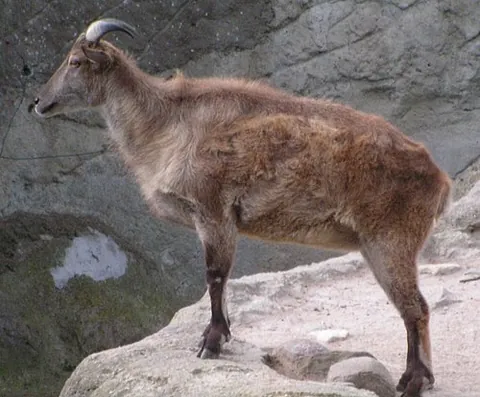 tahr: any of three genera of large Asian ungulates belonging to the subfamily Caprinae (goat-antelopes)