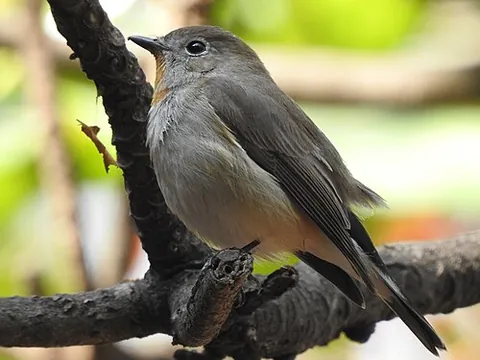 taiga flycatcher: ficedula albicilla, an Old World flycatcher breeding in Asia