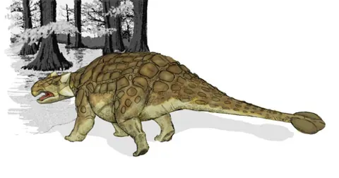 tail club: a bony mass at the end of the tail of some dinosaurs and of some mammals, most notably the...
