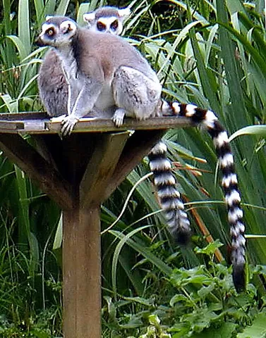 tail: the caudal appendage of an animal that is attached to their posterior and near the anus or cloaca