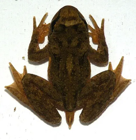 tailed frog: either of two species of frogs in the genus Ascaphus, distinctive by virtue of having what looks...