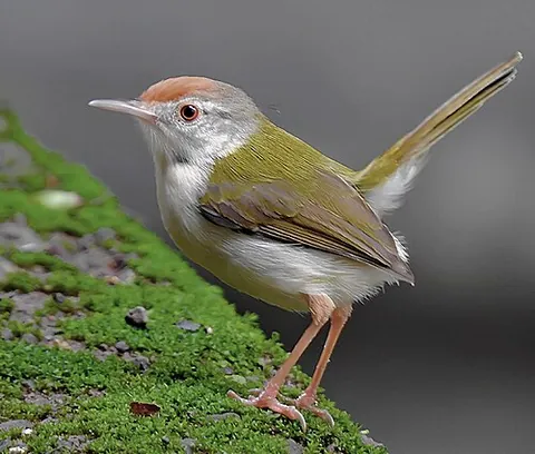 tailorbird: a small warbler of the genera Orthotomus and Phyllergates, usually brightly coloured, with green or...