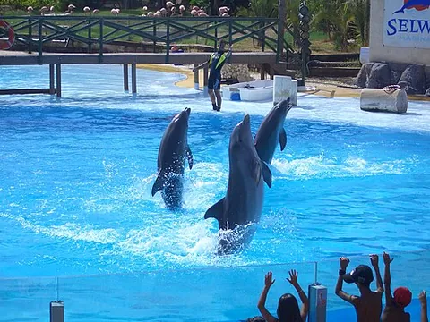 tailwalk: a trick performed by a sea creature, typically a dolphin