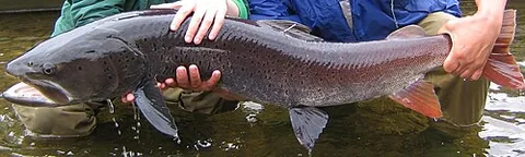 taimen: a species of salmon (Hucho taimen), living in Siberia