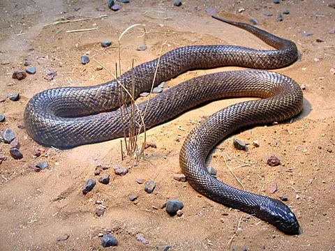 taipan: any venomous elapid snake of the genus Oxyuranus, found in Australia and New Guinea