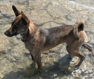 taiwan dog: a breed of small or medium dog indigenous to Taiwan