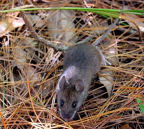taiwan field mouse: apodemus semotus, a species of mouse