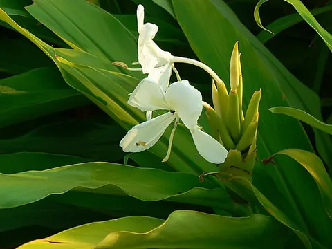 takhellei: butterfly Lily, Ginger Lily (flowering plants of Hedychium genus)