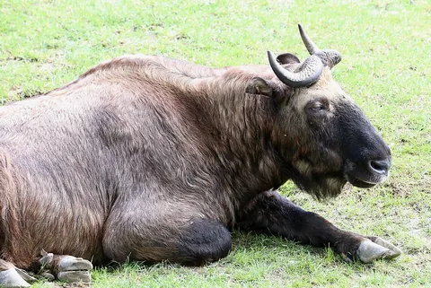 takin: a goat-antelope, of species Budorcas taxicolor