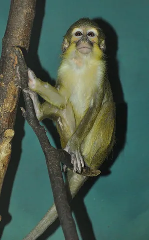 talapoin: a monkey from one of two species of Old World monkeys, of the genus Miopithecus, distinguished by a...