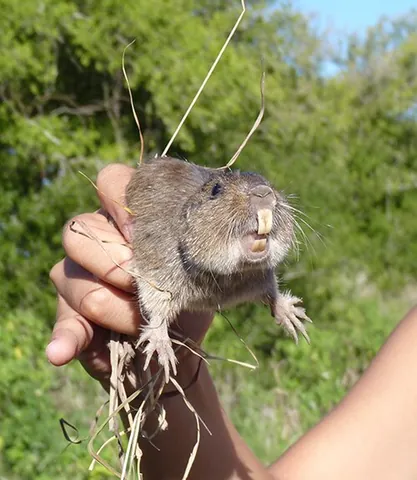 talas tuco-tuco: ctenomys talarum, a tuco-tuco endemic to Argentina