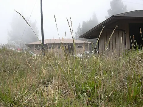 tall fescue: festuca arundinacea, a species of bunchgrass native to Europe