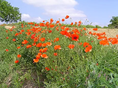 tall poppy: a conspicuously successful person, especially one who attracts envious hostility