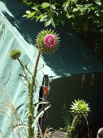 tall thistle: cirsium altissimum