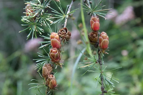 tamarack: any of several North American larches, of the genus Larix