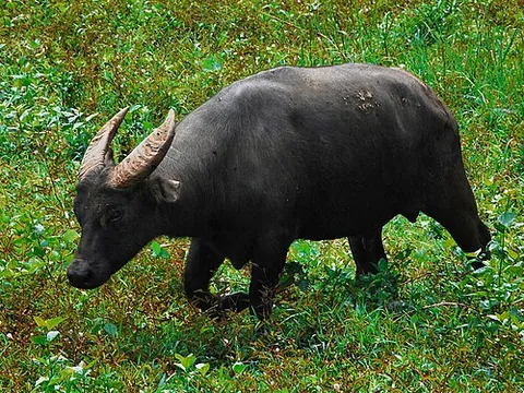 tamaraw: a small, dark brown, hoofed buffalo, Bubalus mindorensis, found only in Mindoro in the Philippines