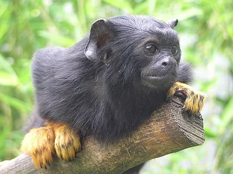 tamarin: one of a family of squirrel-sized South American monkeys of the genus Saguinus