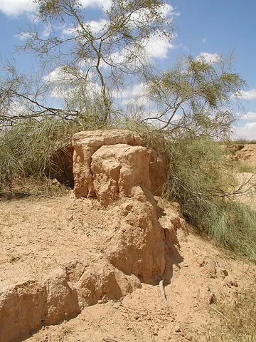 tamarisk: any of several shrubs, of the genus Tamarix, native to arid regions in Eurasia and Africa, often...
