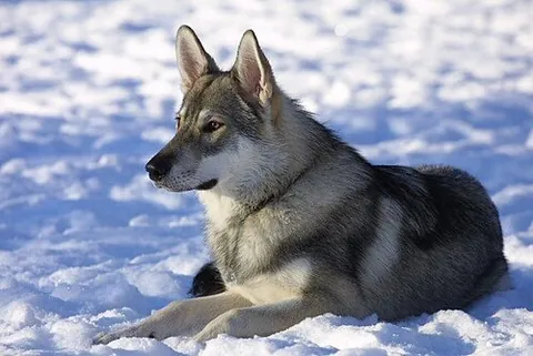 tamaskan dog: a new dog breed with a wolf-like appearance known to have mixed origins, an offshoot of the...