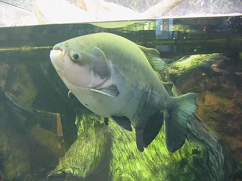 tambaqui: a freshwater fish of species Colossoma macropomum, native to the Amazon and Orinoco basins in South...