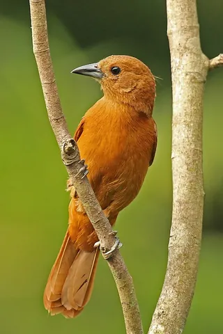 tanager: any of numerous species of often colorful passerine birds that inhabit New World forests within the...
