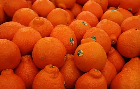 tangelo: a citrus fruit that is a cross between a tangerine and a pomelo or a grapefruit