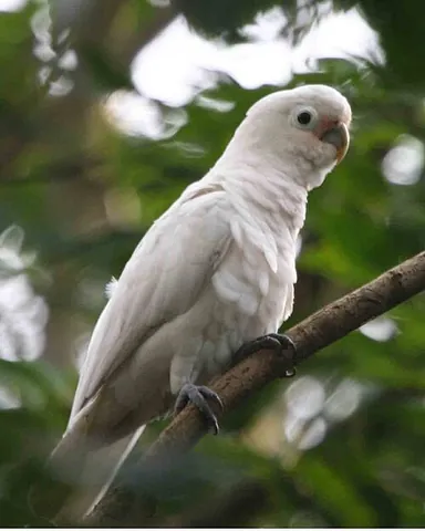 tanimbar corella: any member of the species Cacatua goffiniana, a near-threatened species of cockatoo endemic to...