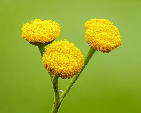 tansy: a herbaceous plant with yellow flowers, of the genus Tanacetum, especially Tanacetum vulgare