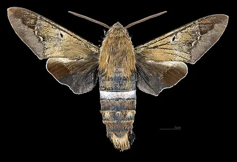 tantalus sphinx: aellopos tantalus, a species of moth found in the Americas