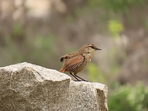 tapaculo: any member of the family Rhinocryptidae of small suboscine passeriform birds found mainly in South...