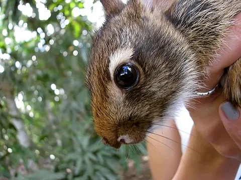 tapeti: a small South American cottontail rabbit (Sylvilagus brasiliensis)