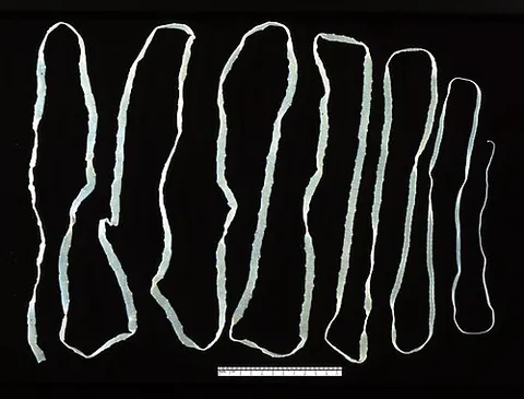 tapeworm: any parasitical worm of the class or infraclass Cestoda, which infests the intestines of animals,...