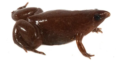tapir frog: a species of microhylid frog, Synapturanus danta, having a brown colour, sometimes with yellow or...