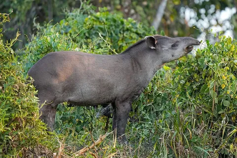 tapir: an odd-toed ungulate of the genus Tapirus with a long prehensile upper lip