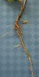 taproot: a long, tapering root, exhibited by many plant species (such as carrots and dandelions)