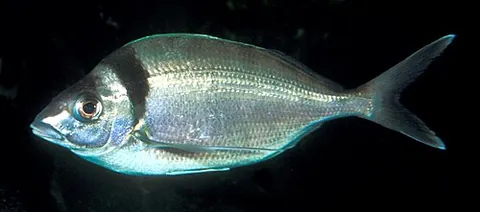tarakihi: a fish, Nemadactylus macropterus, between 30 and 60 centimeters long and found off the coast of...