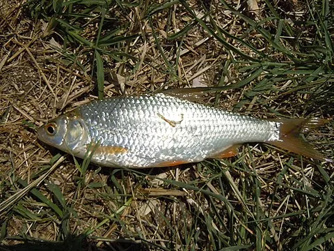 taran: a species of roach (Rutilus heckelii), a fish in the Cyprinidae family. It is native to the Black...