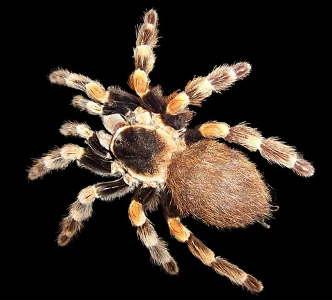 tarantula: any of the large, hairy New World spiders comprising the family Theraphosidae