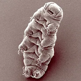 tardigrade: sluggish; moving slowly